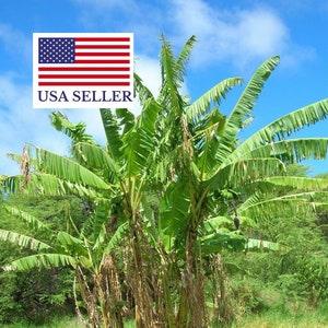 Musa cheesmanii - Cheesman's Banana - 200 Seeds