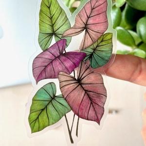 Caladium Plant Vinyl Waterproof Sticker | Aesthetic Stickers | Vinyl Sticker | Laptop Stickers | Plant Stickers | Stickers for Hydroflask