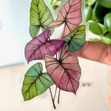 Caladium Plant Vinyl Waterproof Sticker | Aesthetic Stickers | Vinyl Sticker | Laptop Stickers | Plant Stickers | Stickers for Hydroflask
