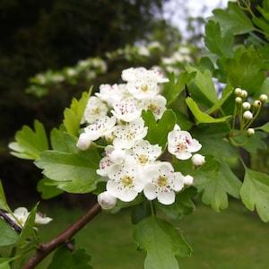 Crataegus ssp. Mix 20 Seeds - Hawthorn, Quickthorn, Thornapple, May-Tree, Whitethorn, Hawberry