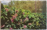 Passion Flower Lili Perfume Factory Bermuda Vintage Postcard P2