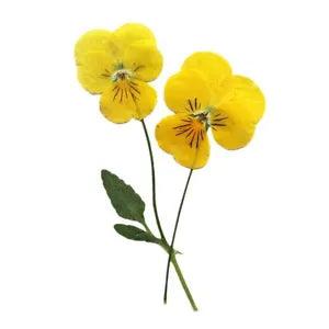 12PCS real Pressed dry Pansies/Violas flowers, Floral supply for art craft FSS60
