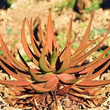 Aloe Gariepensis - Gariep River Aloe - succulent rare agave cactus - 10 Seeds