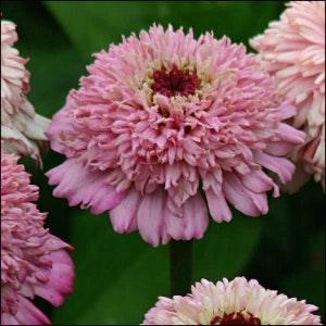 20 seeds lovely Zinnia 'Zinderella Lilac' Zinnia Seeds