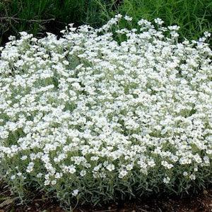 200 Seeds-Snow In Summer Flower Seeds-Cerastium Tomentosum--pv377-Profusely blooming Perennial