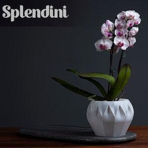 Pot Cover | Various Colours | Orchid Cover | Organic Plant Cover | Covers for Plants | Stylish Decoration | 3d Printed