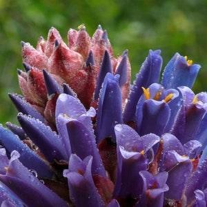 Chagualillo Bromeliad - Puya venusta - Rare 'Bromeliad' Seeds - Fireball Bromeliad, Blue-Purple, Puya raimondii, Beautiful Puya, Venus' Puya