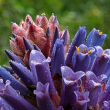 Chagualillo Bromeliad - Puya venusta - Rare 'Bromeliad' Seeds - Fireball Bromeliad, Blue-Purple, Puya raimondii, Beautiful Puya, Venus' Puya