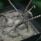 Rare South African Snake Skin Ornithogalum Anguinum Live 1-2 CM Plant Bulb Includes Heat Pack For Winter Shipping