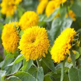 Teddy Bear Sunflower Seeds - Open-Pollinated for Seed Saving - Non-Hybrid & Non-GMO - Heirloom Canada Flower Seeds