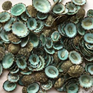 Green Limpet Seashells 0.50-1.25"- Green Limpet Bulk-Craft Seashells-Beach Decor Seashells-Small Seashells-Crafting Supplies-New!