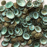 Green Limpet Seashells 0.50-1.25"- Green Limpet Bulk-Craft Seashells-Beach Decor Seashells-Small Seashells-Crafting Supplies-New!