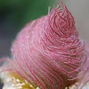 Ornamental Prairie Smoke 10 Seeds
