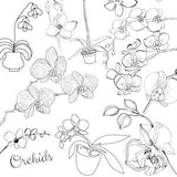 Orchids colouring page