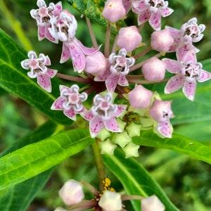 Pink Swamp (Asclepias Incarnata) Milkweed seeds
