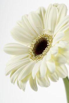 When Are Gerber Daisies in Season? Flower Delivery