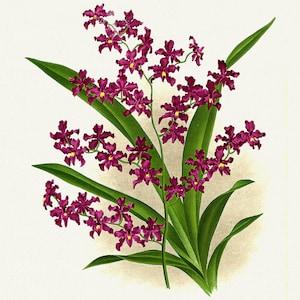 Orchid No. 476, 1885, Linden auth., botanical print (giclee) on canvas, 50x70cm. or 20x25" approx.
