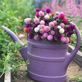 Globe Amaranth Sunset Mix  Seeds - Gomphrena haageana - Globe amaranth mix - Annual Flower Seeds - Heirloom - Organic Seeds