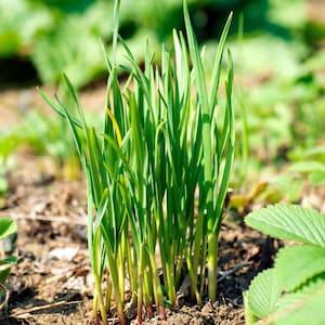 Garlic Chives Seeds, Chive Seeds