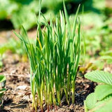 Garlic Chives Seeds, Chive Seeds