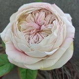 Clear peony rose for vase, Realistic real touch flower, Eternal Austin Cabbage Rose,Artificial rose foam cold porcelian,Wedding,David austin