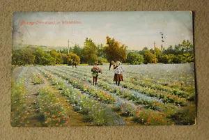 Picking Carnations in Wintertime - Flowers - Postcard