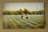 Picking Carnations in Wintertime - Flowers - Postcard