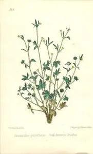 1863 Small Flowered Crowfoot  ~ Ranunculus paryiflorus Botanical Print
