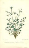 1863 Small Flowered Crowfoot  ~ Ranunculus paryiflorus Botanical Print