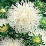50+ seeds lovely Valkyrie Chamois white Needle China Asters