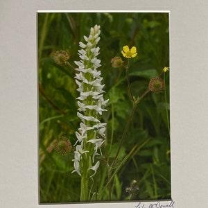 Bog Orchid
