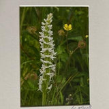 Bog Orchid