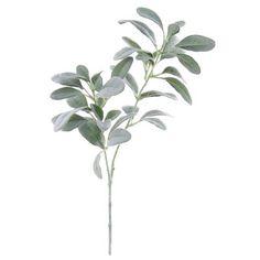 Primrue Silk Lambs Ear Stems Artificial Greenery 29" Tall Filler Flowers, Soft Touch Leaves For Vase Centerpiece Wedding And Home Decor green | Wayfair Canada Flower Delivery