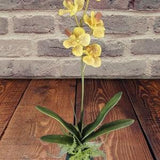 SALE! Vintage Latex artificial Vanda Orchid plant W/O pot with a touch of YELLOW