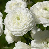 Ranunculus Amandine White, Pack of 20 Flower Delivery