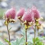 10 seeds / Rare Prairie Smoke Flower Seeds / Geum triflorum