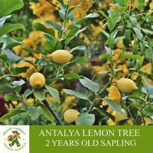 Antalya Lemon Sapling, Grafted Ready to Plant, Tubed Soil, 2 Years Old Lemon Tree with Abundant Fruit, For Pot and Garden - Open Pollination