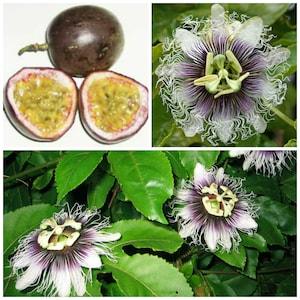 Passiflora edulis f. edulis - Sweet Purple Granadilla - 10 Fresh Seeds - Passionfruit