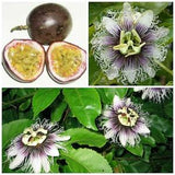 Passiflora edulis f. edulis - Sweet Purple Granadilla - 10 Fresh Seeds - Passionfruit