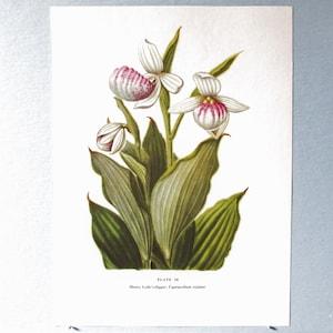 Wild flower Showy Lady's Slipper Botanical Art Print/ Vintage Wildflower orchid Book Plate 36 Lithograph Wall Art to frame/ 7 3/4 X 10 3/8"