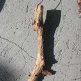 22 inch Driftwood mounting for orchid epiphyte air plant attached hanging wire