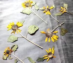 Pressed Sunflowers Lot of 7 Yellow Heads on Stems Leaves