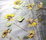 Pressed Sunflowers Lot of 7 Yellow Heads on Stems Leaves
