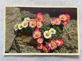 Glacier Crowfoot  (Ranunculus Glacialis) Vintage Flower Postcard