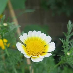 Organic edible chrysanthemum seeds