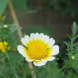 Organic edible chrysanthemum seeds