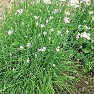 50 Seeds- Garlic Chives Seeds-Allium Tuberosum--J082-Powerful flavour!-Excellent Culinary Herb