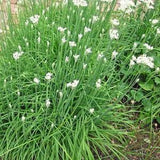 50 Seeds- Garlic Chives Seeds-Allium Tuberosum--J082-Powerful flavour!-Excellent Culinary Herb