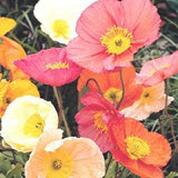 Iceland Poppy Seeds 300+ Seeds
