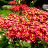 RED YARROW! Achillea Millefolium Rubrum Hardy Perennial 30 Seeds